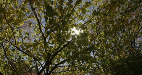 Sun Thru Fall Trees Dolly In 4K Stock-Footage 43130671