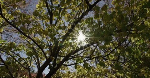 Sun Thru Fall Trees Dolly Back 4K Stock Footage 43130815