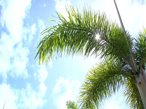 Sun thru palm trees Stock Footage 709025