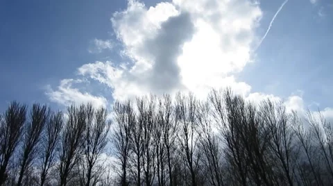 Sun thru trees Stock Footage 49060016