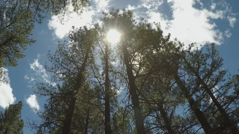 Sun Tilt Down Tall Stand Of Pine Trees- Flagstaff Arizona Stock Footage 109425157