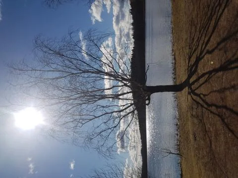 Sun, tree and it's shadow 库存照片