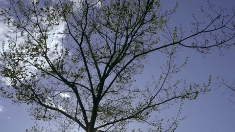 Sun by the tree autumn mood Stock Footage 74505841