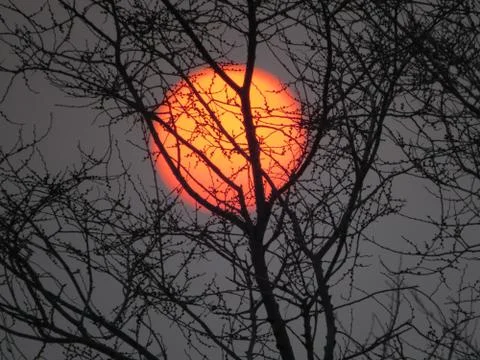 The sun in tree branches Stock Photos