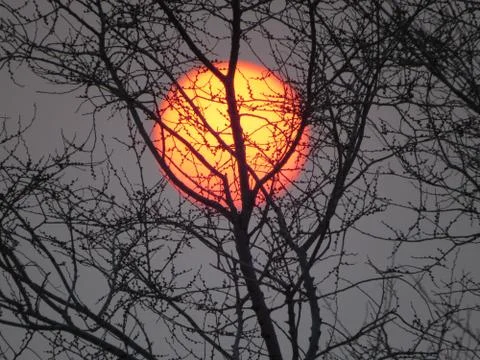 The sun in tree branches Stock Photos