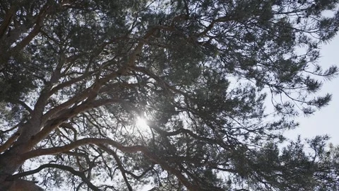 Sun in the tree crown, camera in slow motion Stock Footage 306148661