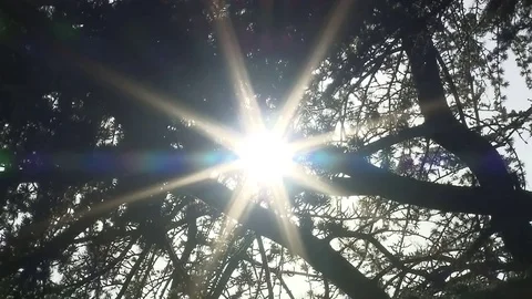 Sun Tree 스톡 동영상 83585210