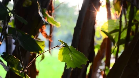Sun Tree Leaves Wood Close up Stock Footage 84379629