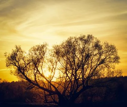 Sun on a tree Foto stock