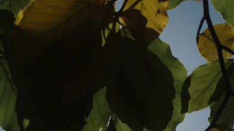 Sun in a tree Slow Motion Stock Footage 81852691