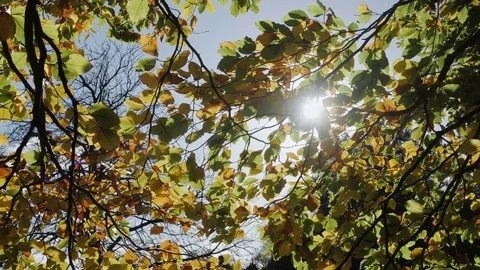 Sun in a tree Slow Motion Stock Footage 81853862