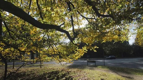 Sun in a tree Slow Motion Stock Footage 81855067
