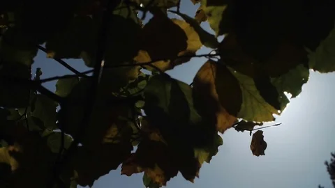 Sun in a tree Slow Motion Stock Footage 81856982
