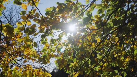 Sun in a tree Slow Motion Vidéo 81857375