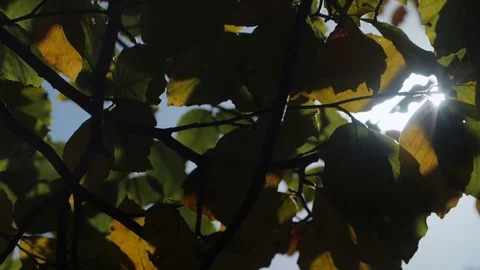 Sun in a tree Slow Motion Stock Footage 81857564