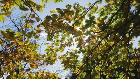 Sun in a tree Slow Motion Stock Footage 81857907