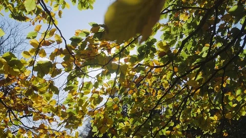 Sun in a tree Slow Motion Stock Footage 81858113