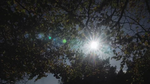 Sun in a tree Slow Motion Stock Footage 81858442