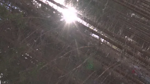 Sun tree stump Stock Footage 137640553