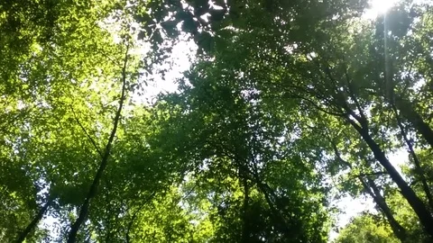 Sun in the tree tops Stock Footage 78613212