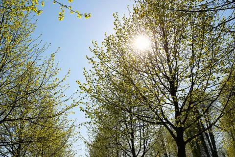 Sun in the tree tops Stock Photos