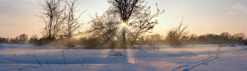 Sun in a tree in winter Stock Photos