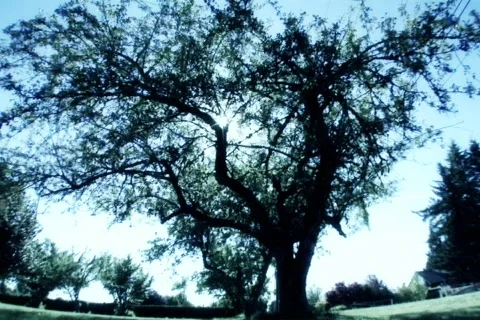 Sun tree2 blue Video stock 311563