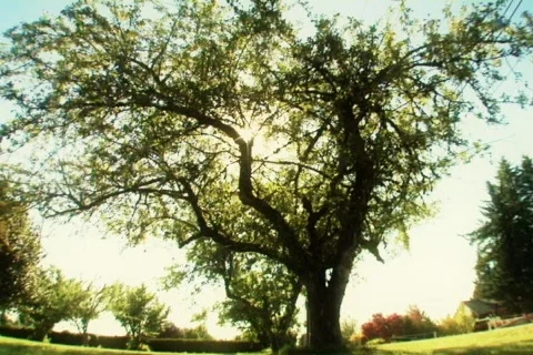Sun tree2 dreamlook Video stock 311566