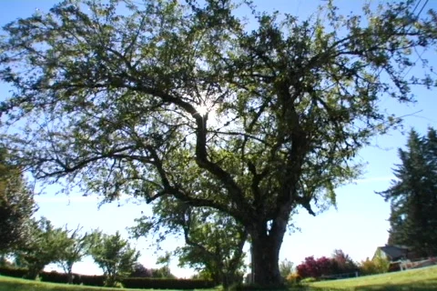 Sun tree2 Video stock 311567