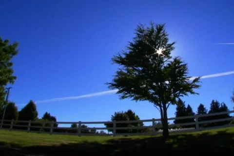 Sun tree3 Video stock 311570