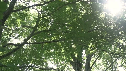 Sun in the Trees 2 Stock Footage 137871892