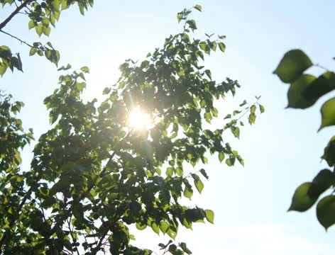 Sun in Trees 4k Stock Footage 24695747