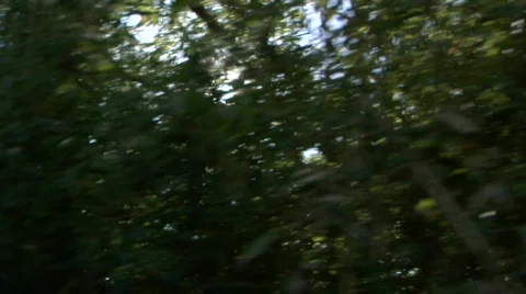 Sun trees  720 24p Video stock 92026