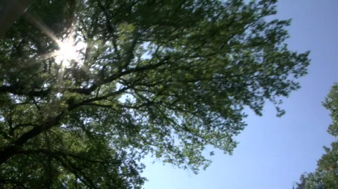 Sun trees 720 24p Video stock 92036