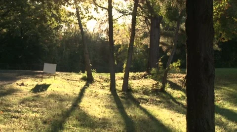 Sun in the trees Stock Footage 921066