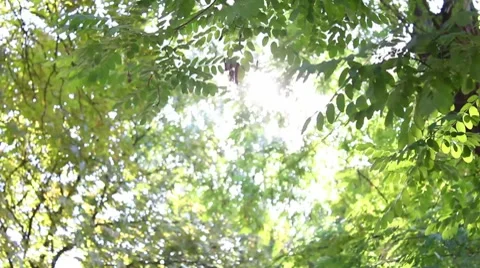 Sun in Trees Stock-Footage 8551009