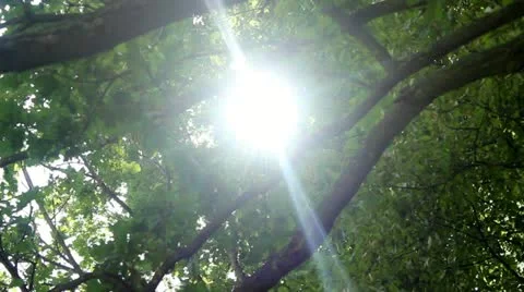 Sun in Trees Stock Footage 11275720