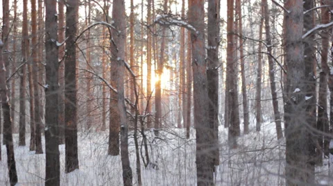 Sun in the trees Stock Footage 35713414