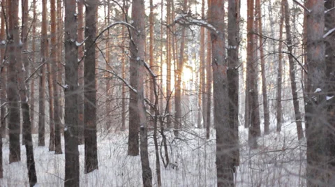 Sun in the trees Stock Footage 35714696