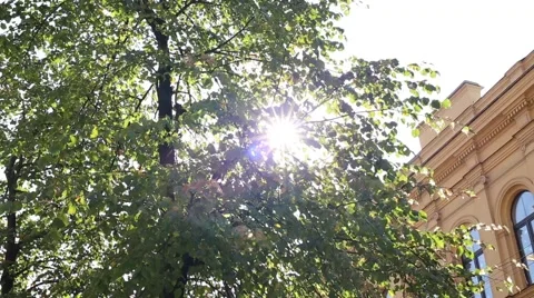 Sun In Trees Stock Footage 44674001
