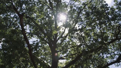 Sun trees Stock Footage 78808219