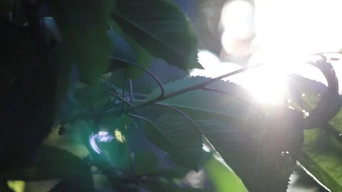 Sun in trees Stock Footage 131071797