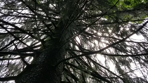 Sun into the trees Stock-Footage 134623897