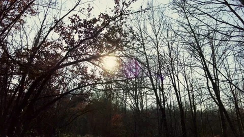 Sun in the trees Stock Footage 233615887