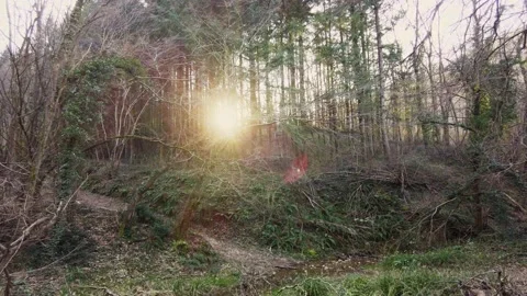 Sun in the trees Stock Footage 233615893