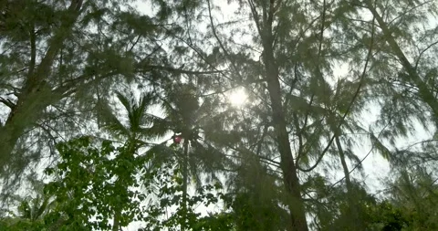 Sun in the trees Видео 303749152