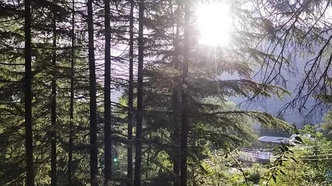 Sun trees forest Stock Footage 240933611