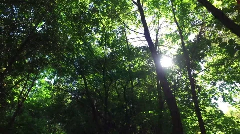 Sun Trees In Forest, Walking Stock Footage 67379906