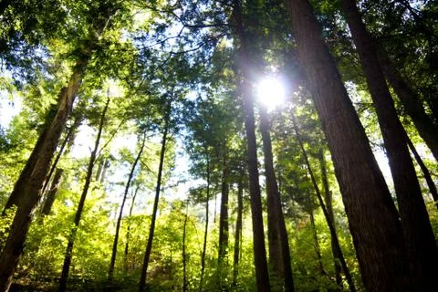 Sun in Trees Stock Photos