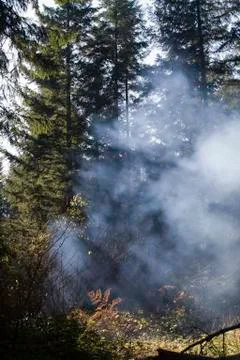 Sun in the trees Stock Photos